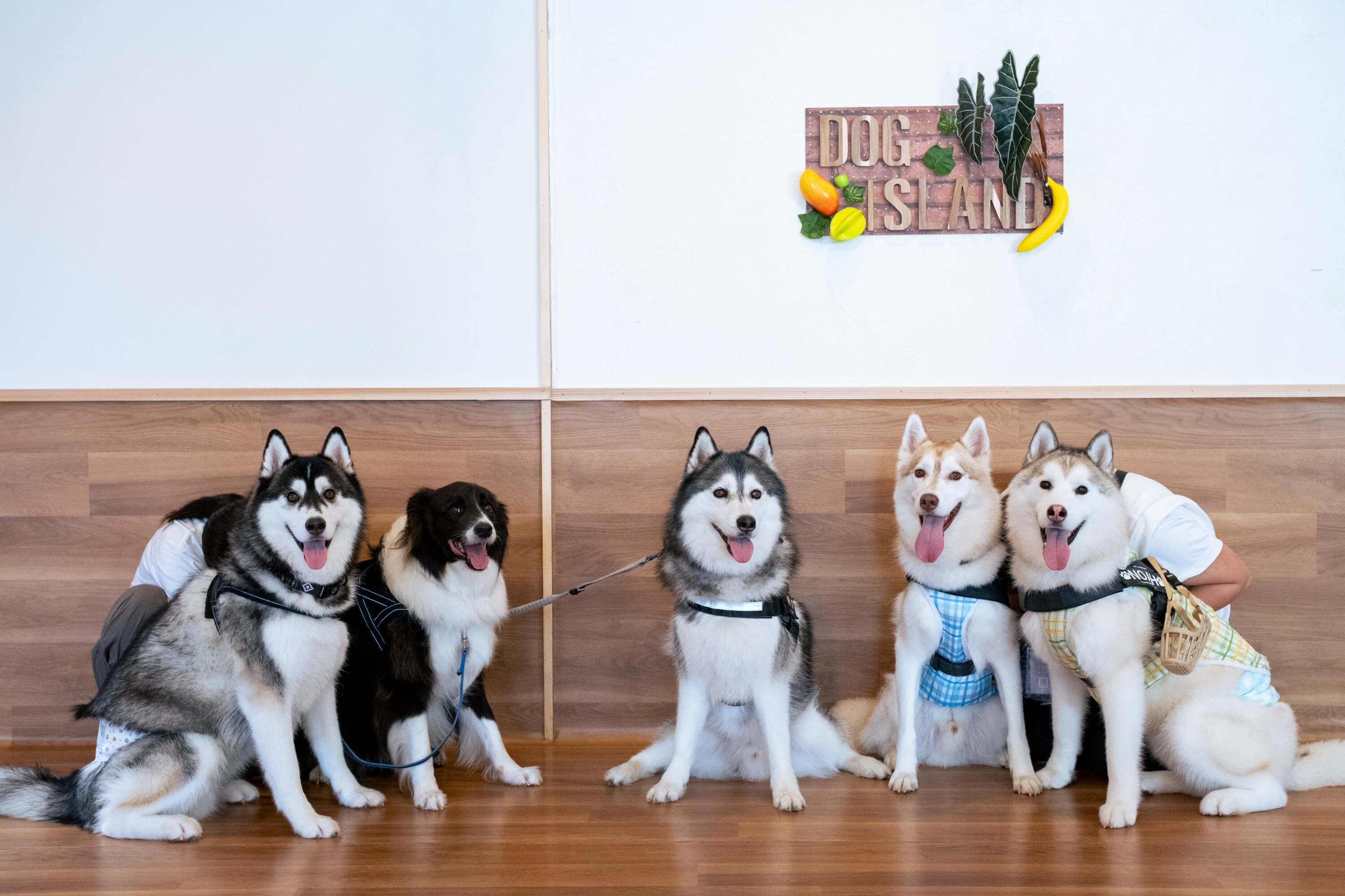 ドッグアイランド瀬谷店